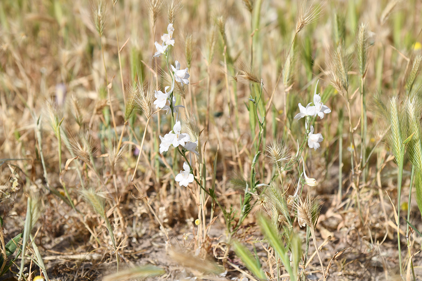 Изображение особи Delphinium camptocarpum.