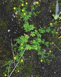 Potentilla intermedia. Цветущее растение. Московская обл., ГО Подольск, мкр-н Климовск, зарастающая асфальтовая дорожка. 24.06.2025.