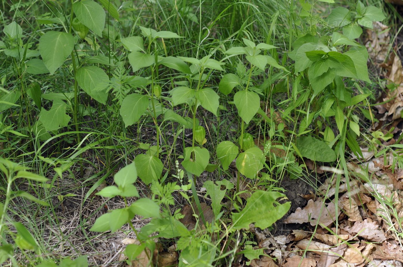 Image of Alkekengi officinarum var. franchetii specimen.