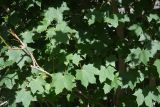 Acer platanoides
