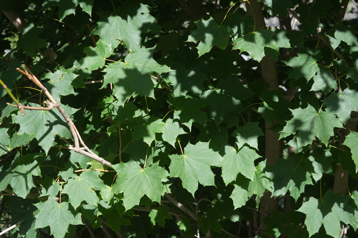 Изображение особи Acer platanoides.