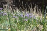род Carex