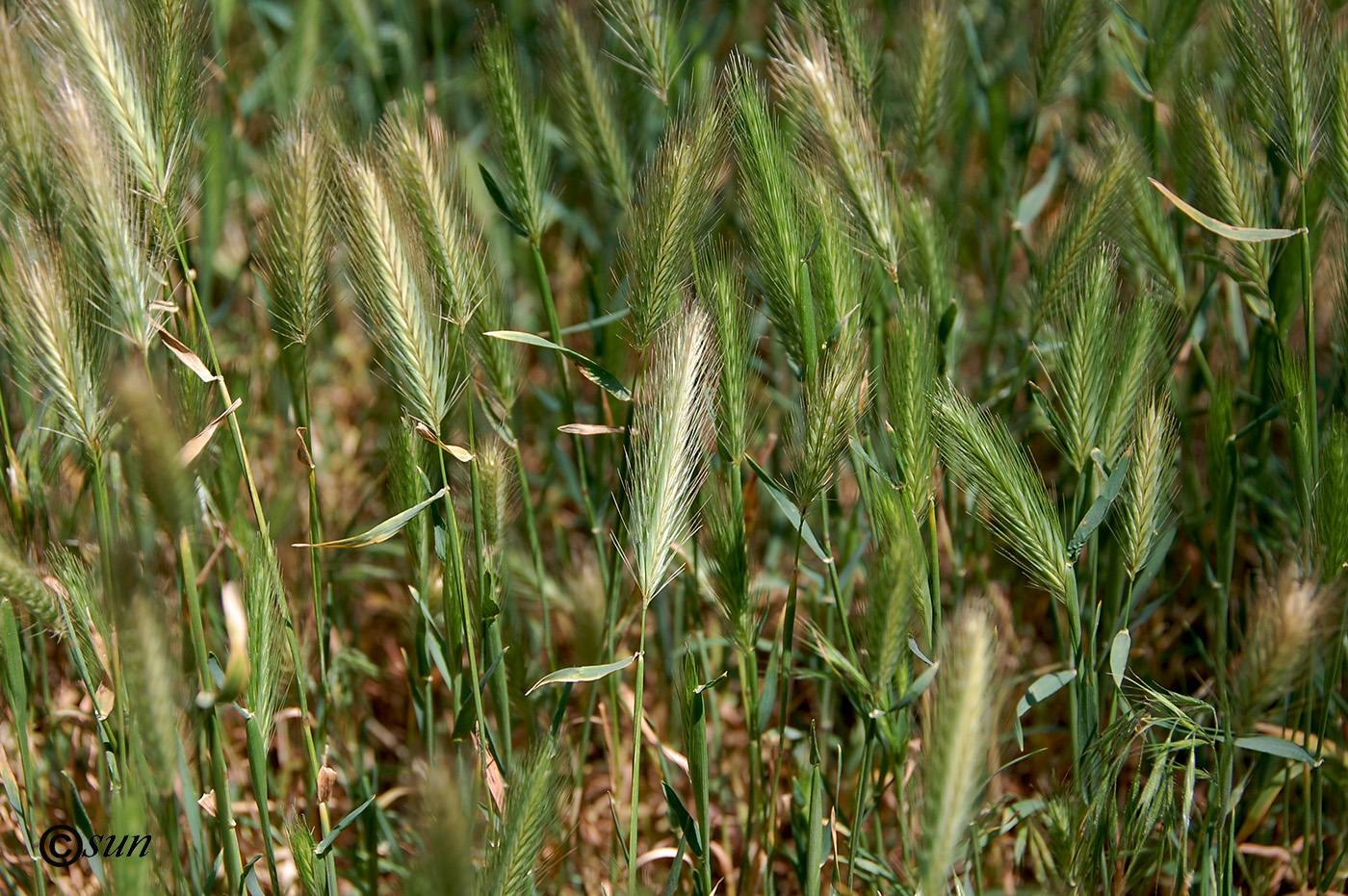 Image of Hordeum leporinum specimen.