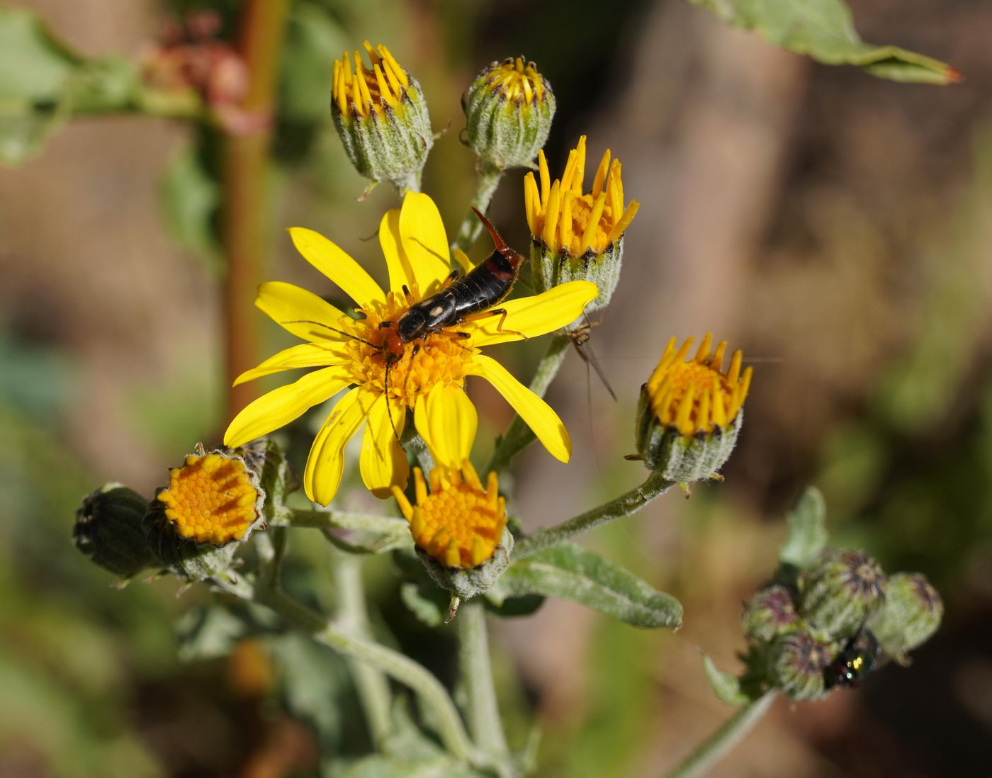 Изображение особи Senecio renardii.