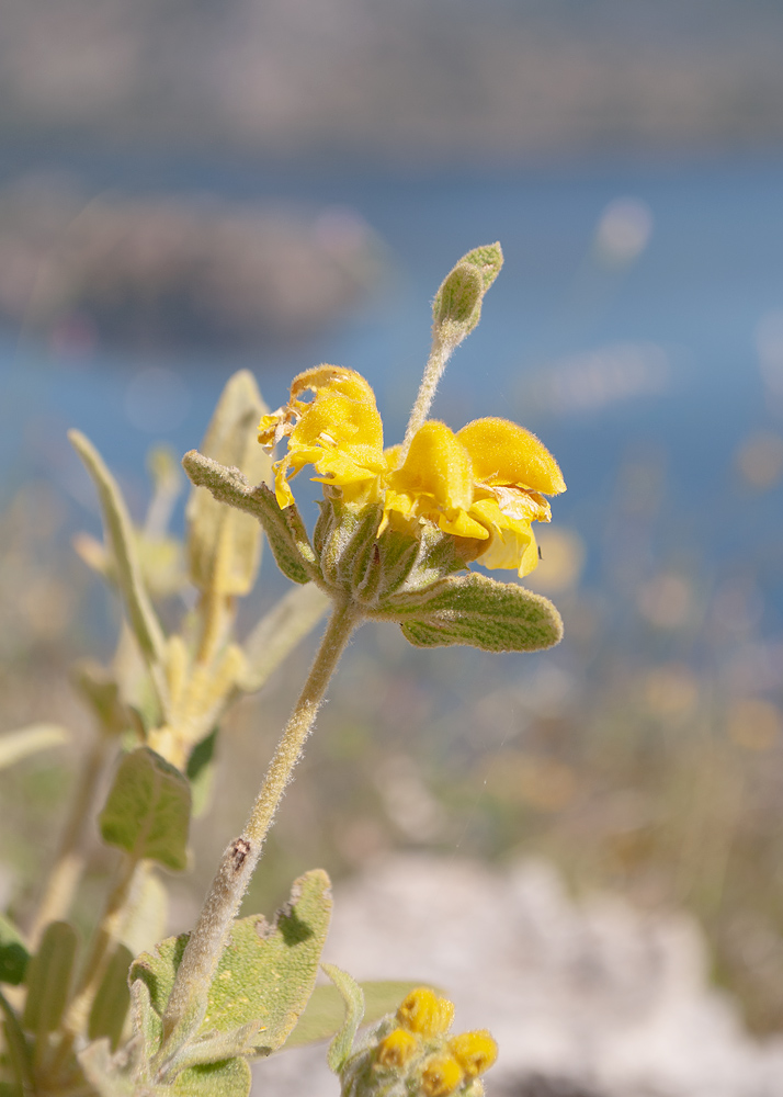 Изображение особи Phlomis lycia.
