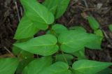 Vincetoxicum hirundinaria