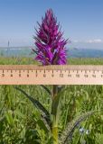 Dactylorhiza urvilleana