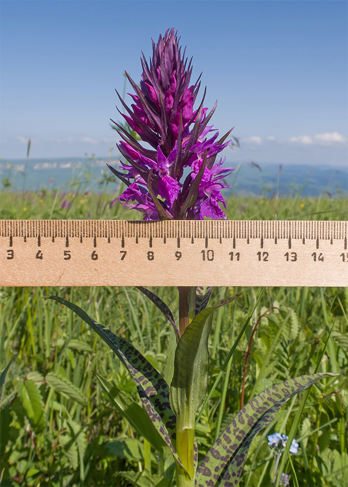 Изображение особи Dactylorhiza urvilleana.