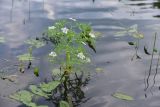 Oenanthe aquatica