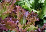 Lactuca sativa