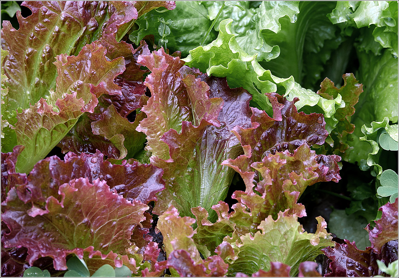 Изображение особи Lactuca sativa.