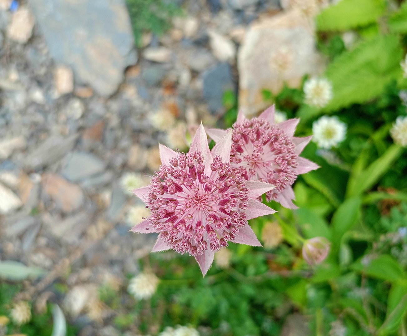 Изображение особи Astrantia maxima.