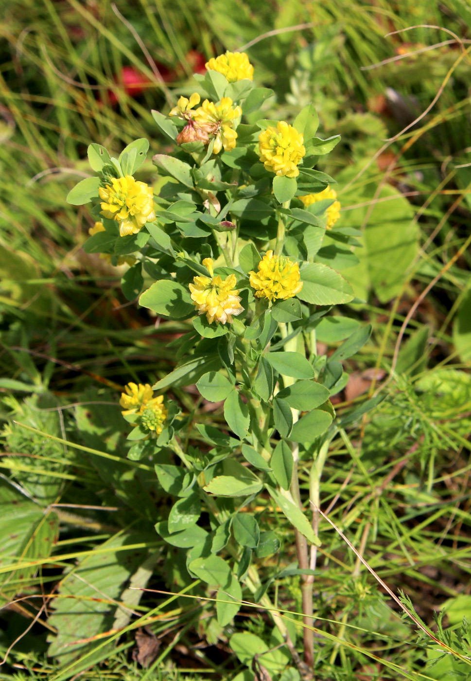 Image of Trifolium aureum specimen.