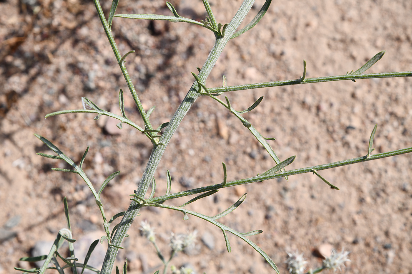 Image of genus Centaurea specimen.