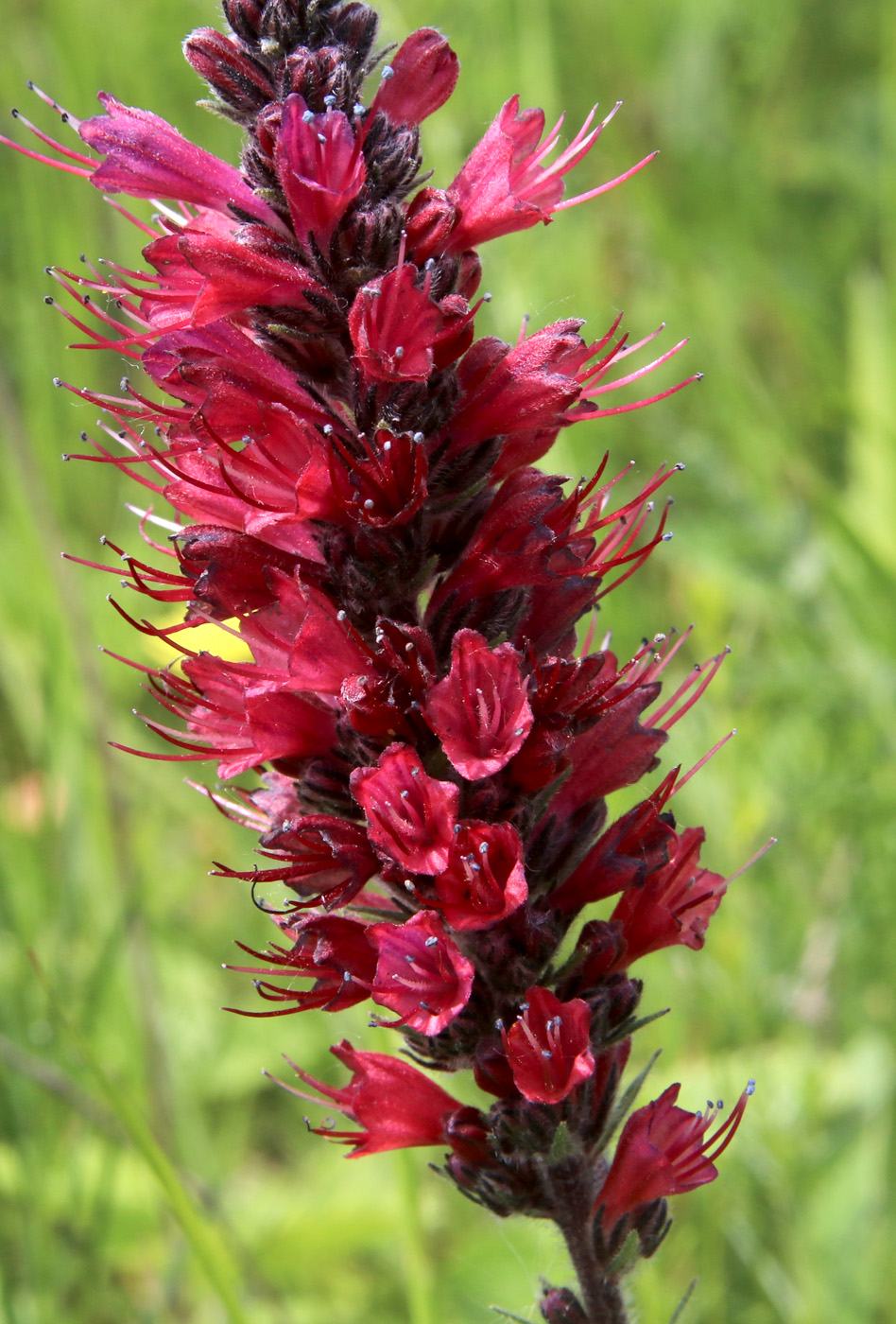 Image of Echium russicum specimen.