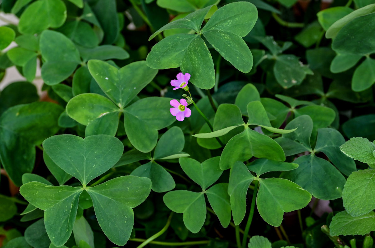 Image of Oxalis debilis var. corymbosa specimen.
