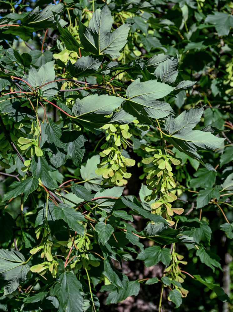 Image of Acer pseudoplatanus specimen.
