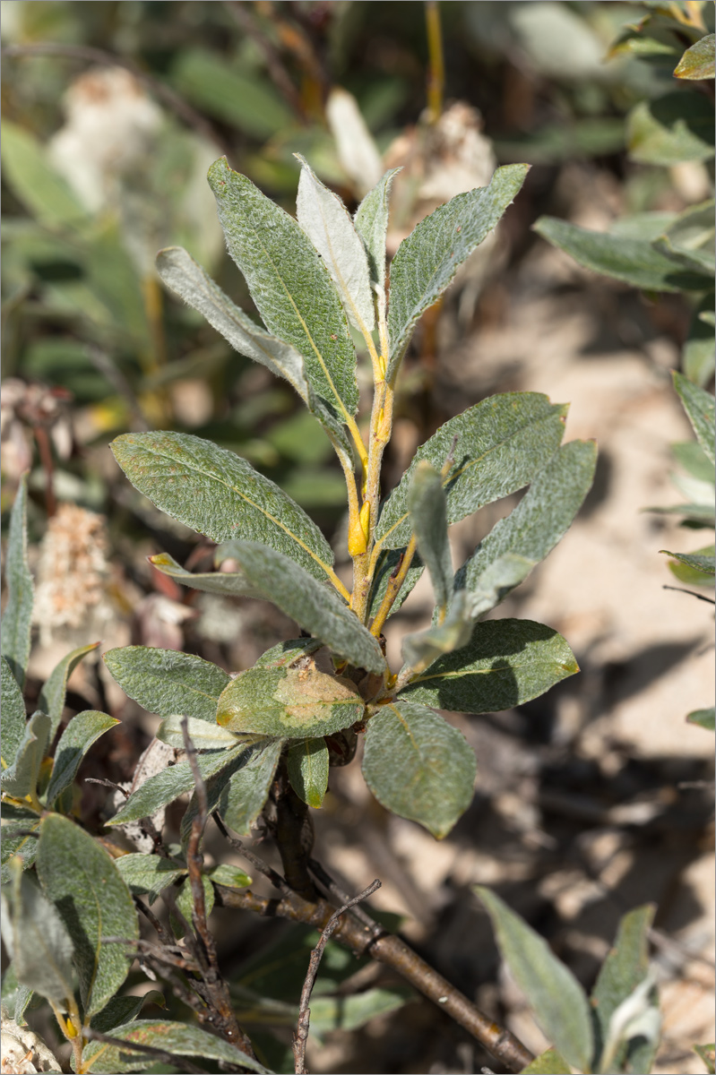 Image of Salix lapponum specimen.