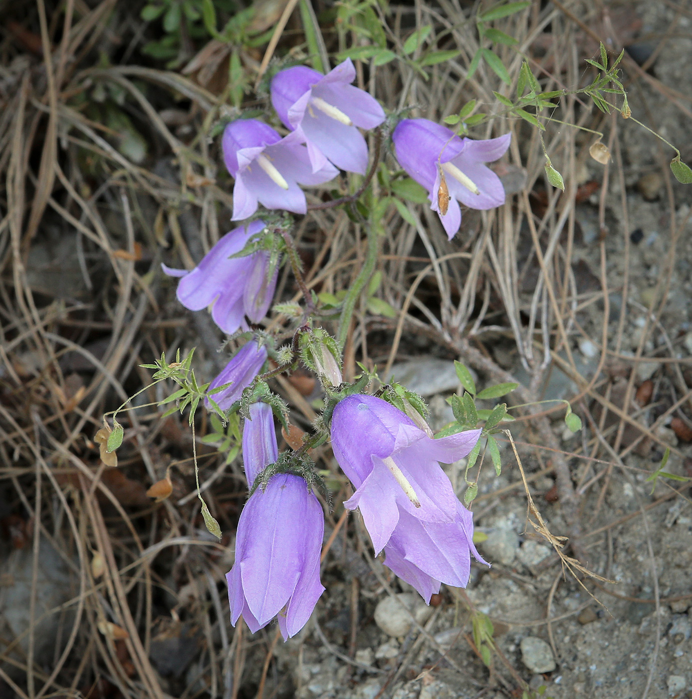 Изображение особи род Campanula.