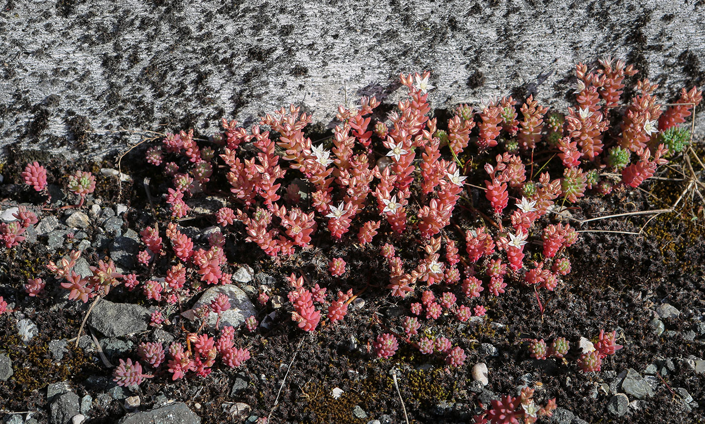 Изображение особи Sedum pallidum.