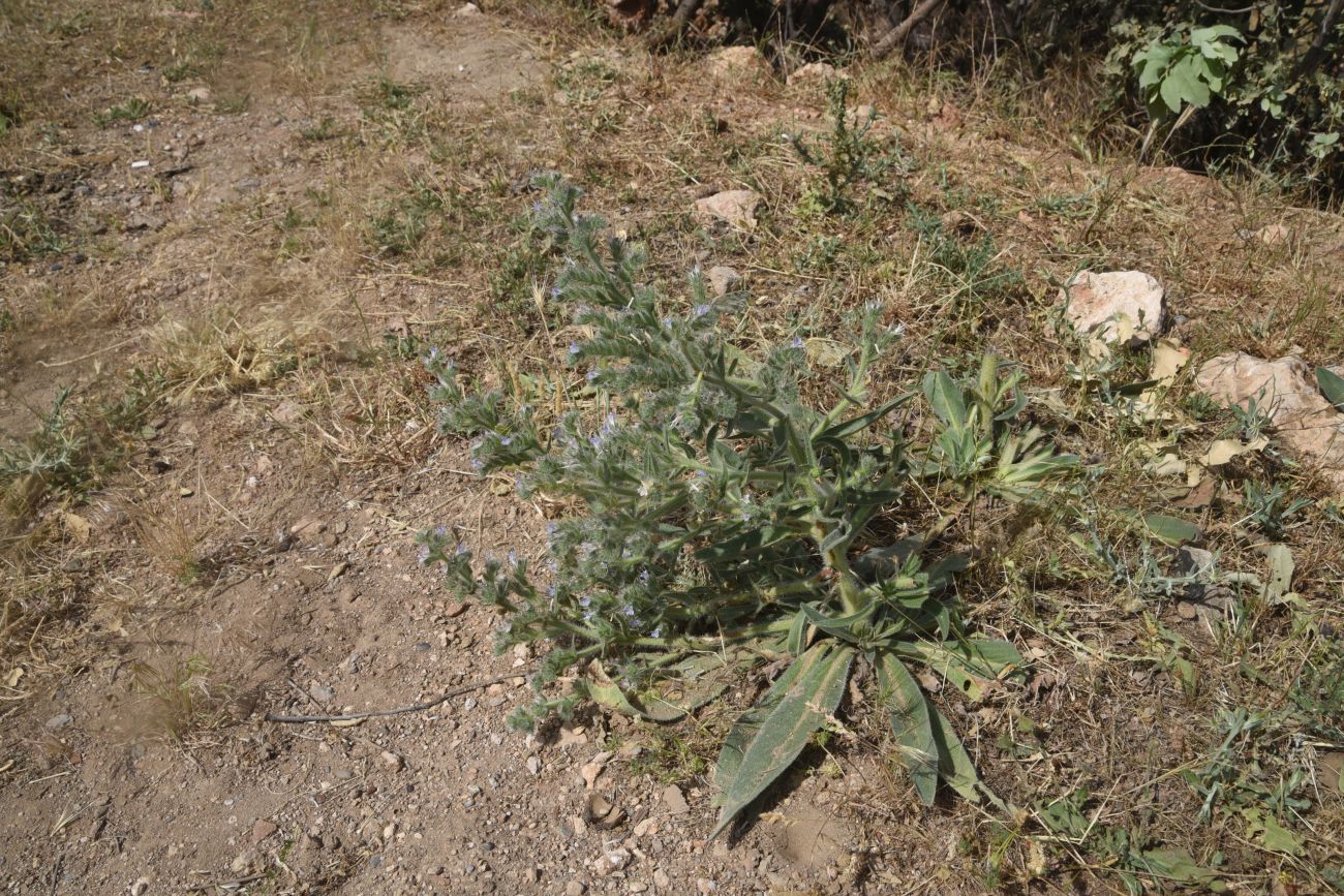 Image of Echium biebersteinii specimen.