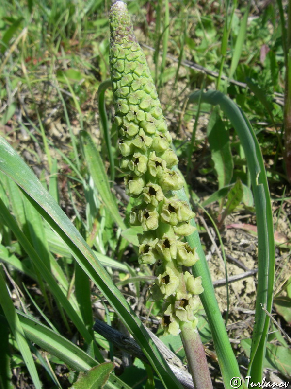 Image of genus Bellevalia specimen.