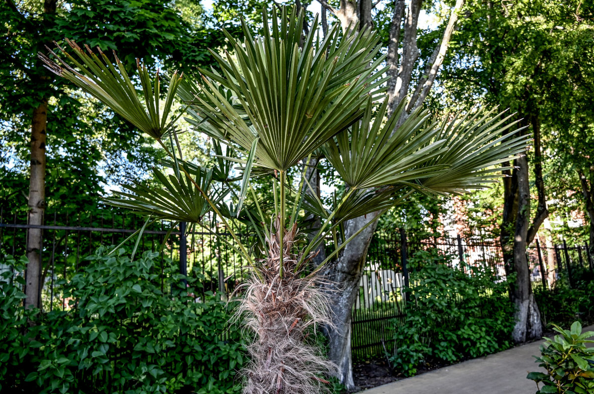 Изображение особи Trachycarpus fortunei.