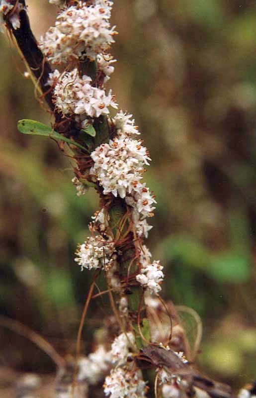 Image of Cuscuta epithymum specimen.