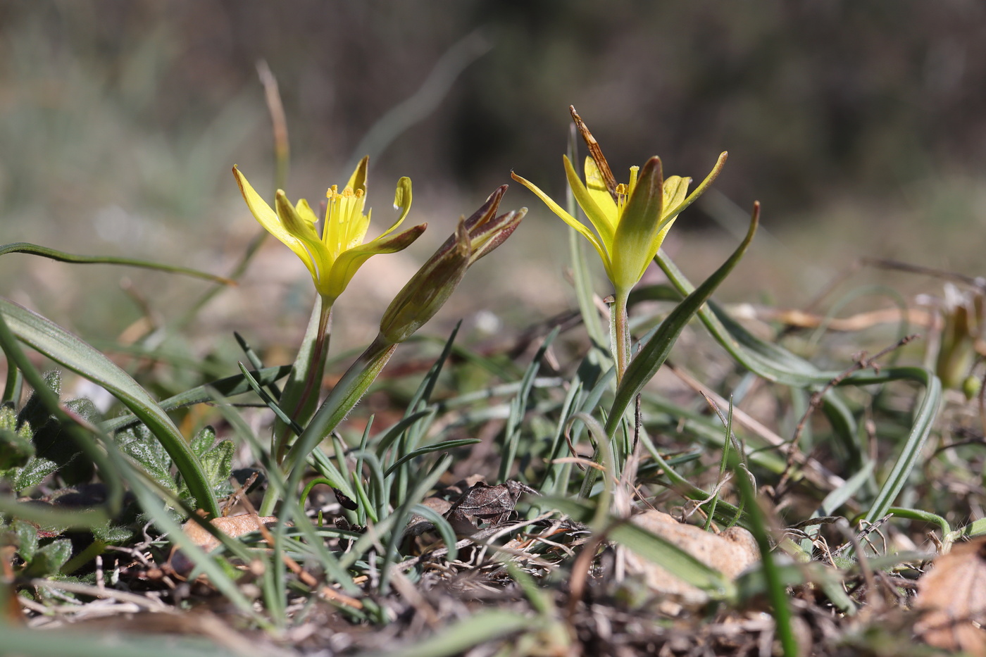 Image of Gagea transversalis specimen.