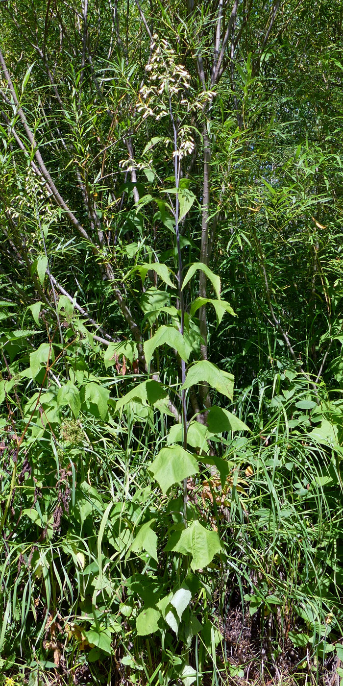 Изображение особи Parasenecio hastatus.