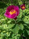 Paeonia daurica. Верхушка побега с цветком. Крым, Кировский р-н, Агармышский лес, возле грунтовой дороги. 03.05.2025.