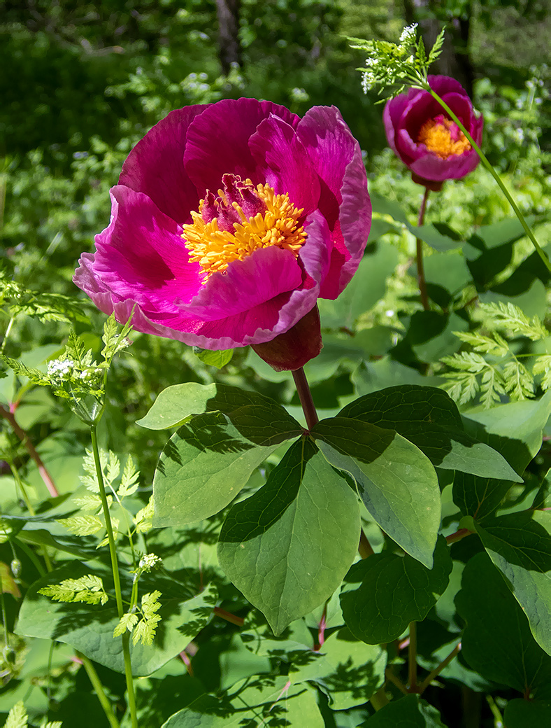 Изображение особи Paeonia daurica.