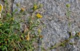 genus Pulicaria. Верхушки побегов с распустившимися и нераспустившимися соцветиями. Португалия, г. Лиссабон, на выложенной брусчаткой улице, у стены дома. 10.08.2025.