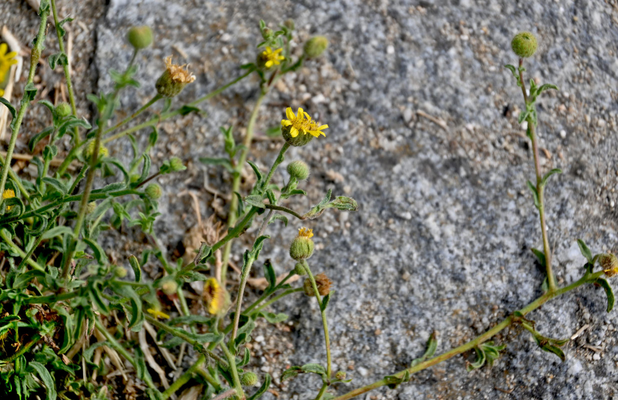 Image of genus Pulicaria specimen.