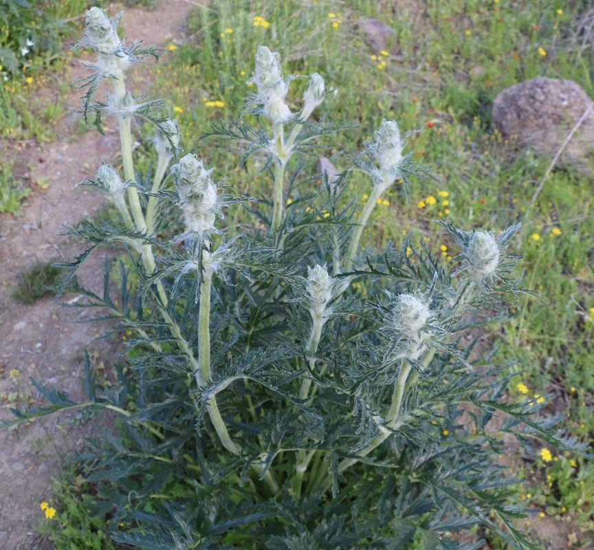 Изображение особи Phlomoides laciniata.