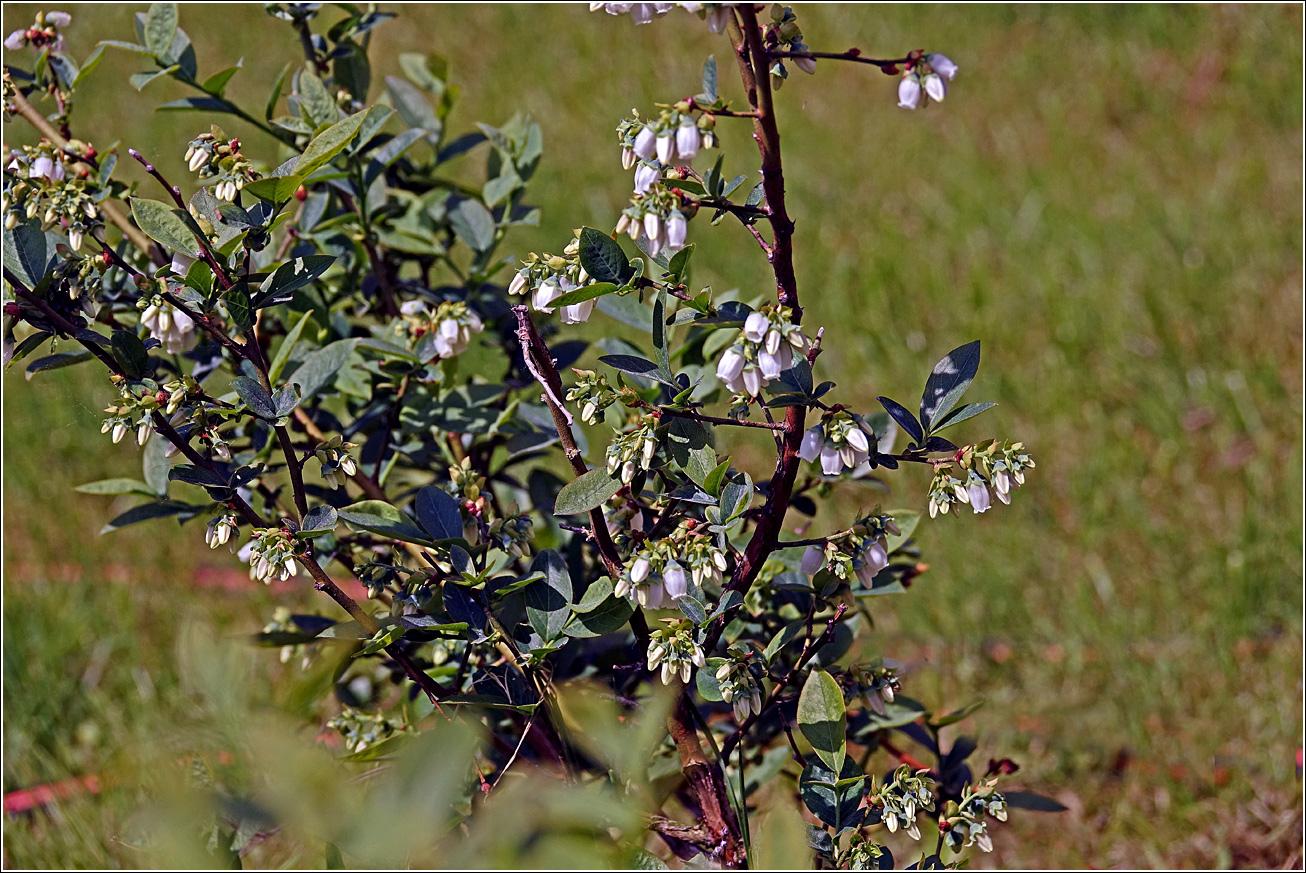 Image of Vaccinium corymbosum specimen.