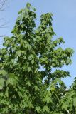 Acer pseudoplatanus. Верхушка цветущего дерева. Санкт-Петербург, Кировский р-н, двор жилого дома, декоративное озеленение. 19.05.2026.