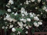 род Philadelphus. Часть ветвей с соцветиями. Ульяновск, Заволжский р-н, у входа в парк им. 40-летия ВЛКСМ. 16.06.2026.