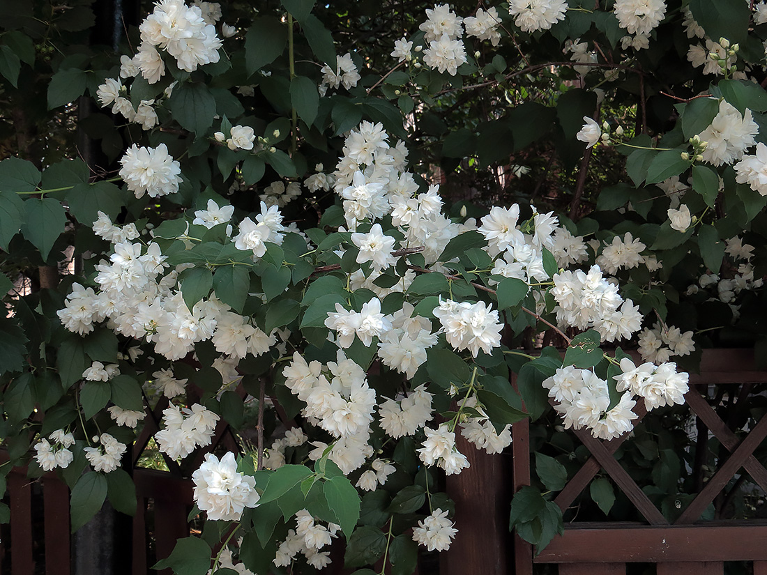 Изображение особи род Philadelphus.
