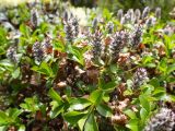 Salix vyshinii