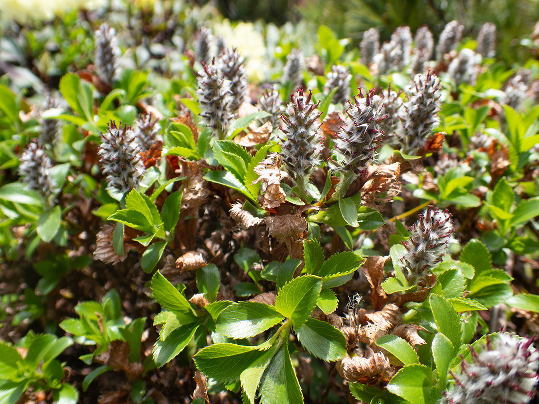 Image of Salix vyshinii specimen.