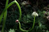 Allium × proliferum. Часть растения с соцветием и луковичками. Белгородская обл., пос. Ракитное, ул. Сосновая, 2, в культуре. 29 июня 2026 г.