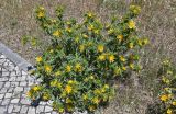 Scolymus hispanicus. Цветущее растение. Португалия, г. Лиссабон, у дороги. 15.06.2026.