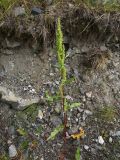 род Rumex