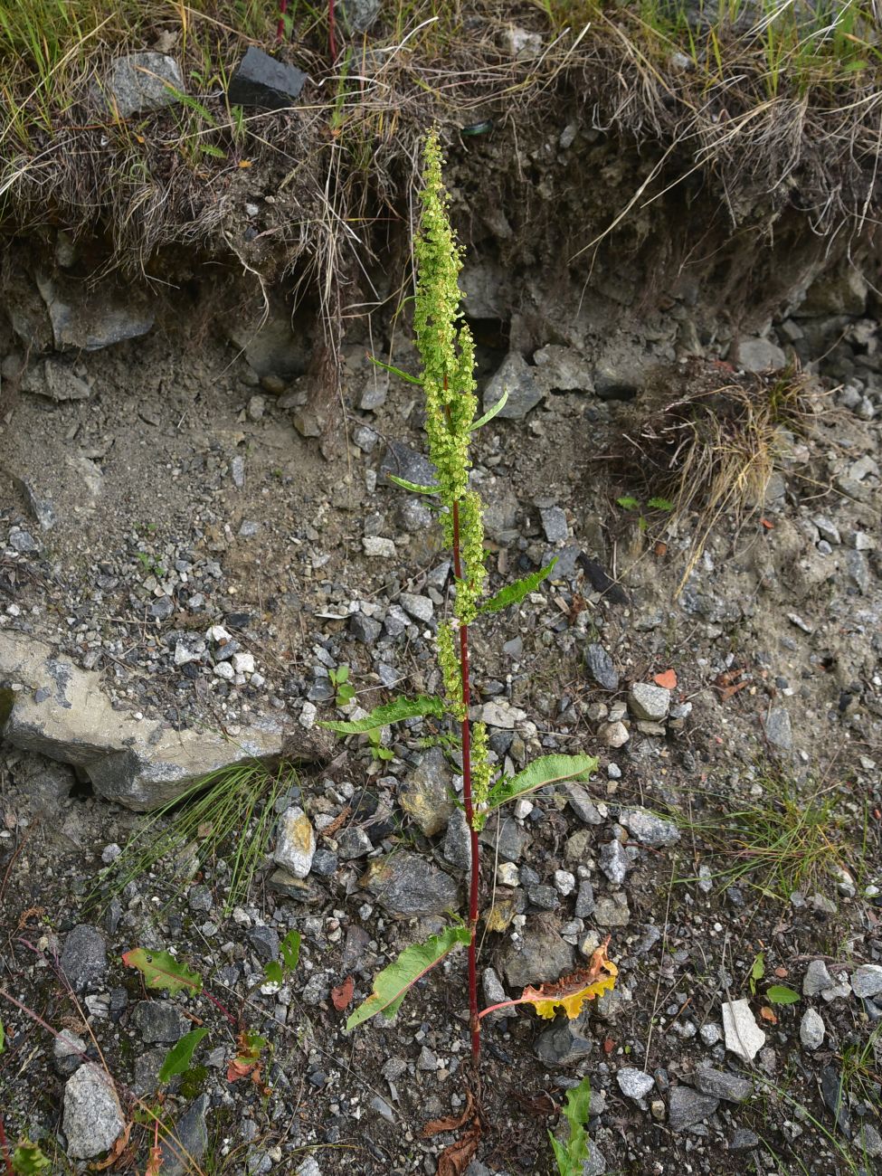Изображение особи род Rumex.