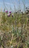 Jurinea multiflora. Цветущее растение и сухие пошлогодние отплодоносившие побеги. Оренбургская обл., Кувандыкский муниципальный округ, северная оконечность Долгих гор, степной склон. 10 июня 2025 г.
