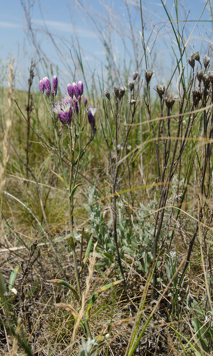 Image of Jurinea multiflora specimen.