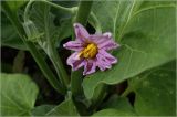Solanum melongena. Цветок. Московская обл., Раменский р-н, окр. дер. Хрипань, садовый участок. 24.07.2026.