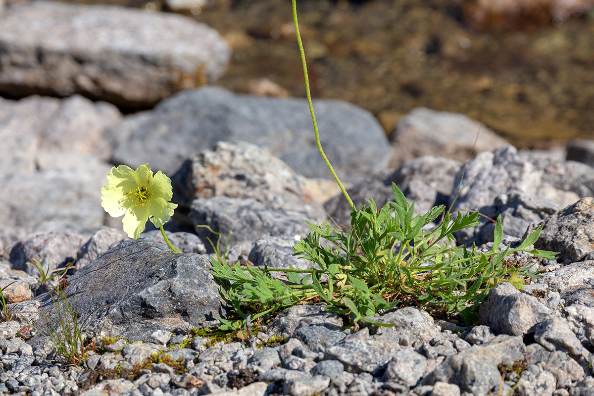 Image of Papaver lapponicum specimen.