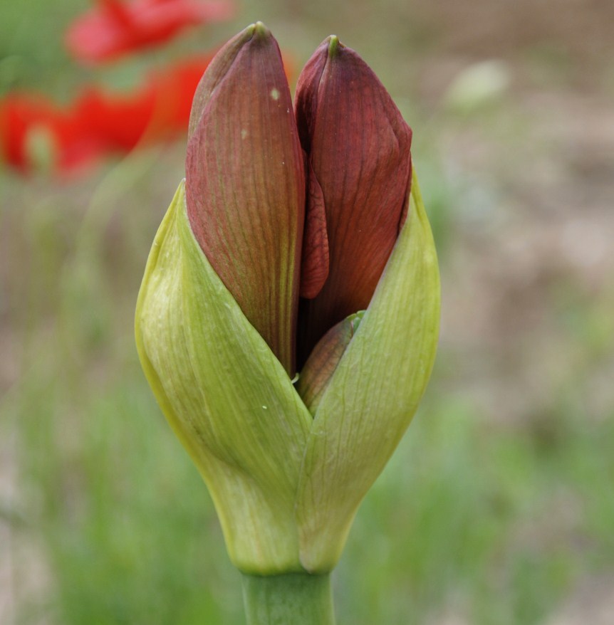 Изображение особи род Hippeastrum.